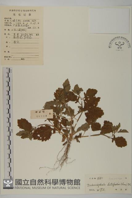 登錄號:S041817藏品圖，第1張