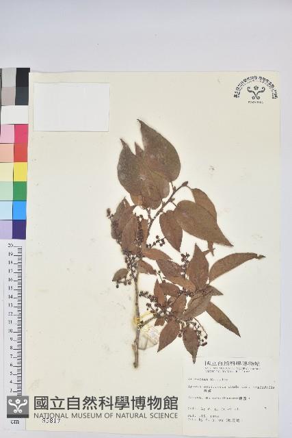 南燭藏品圖，第1張