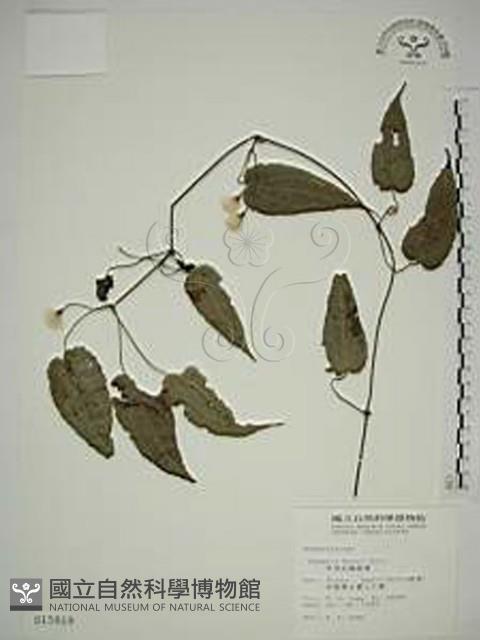 亨利氏鐵線蓮藏品圖，第1張