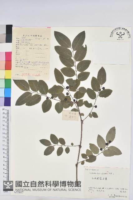 青灰葉下珠藏品圖，第1張