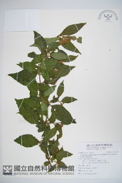 狹葉莢迷藏品圖，第1張