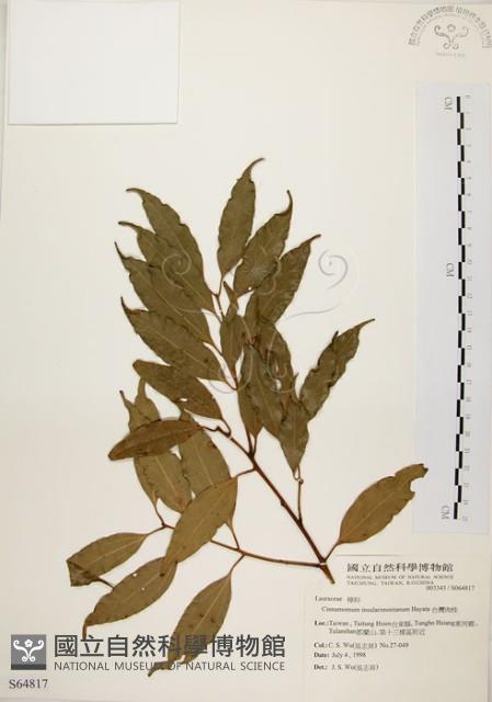 山肉桂、台灣肉桂藏品圖，第1張