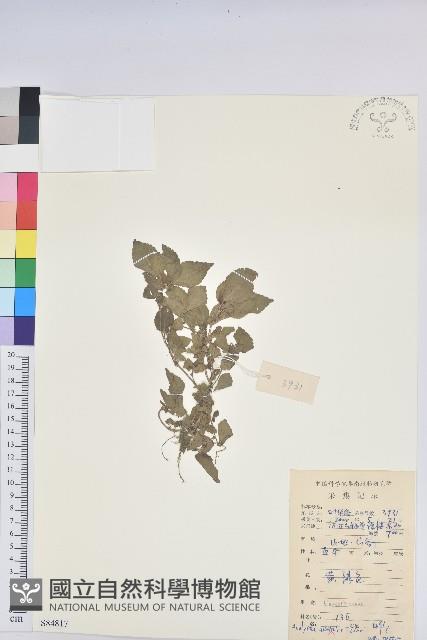 鐵莧菜藏品圖，第1張