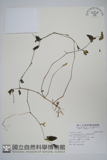 蘆利草藏品圖，第1張