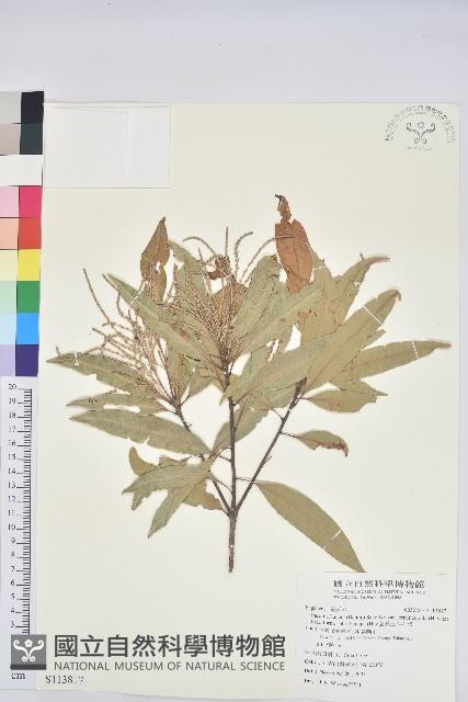 細葉三斗石櫟藏品圖，第1張