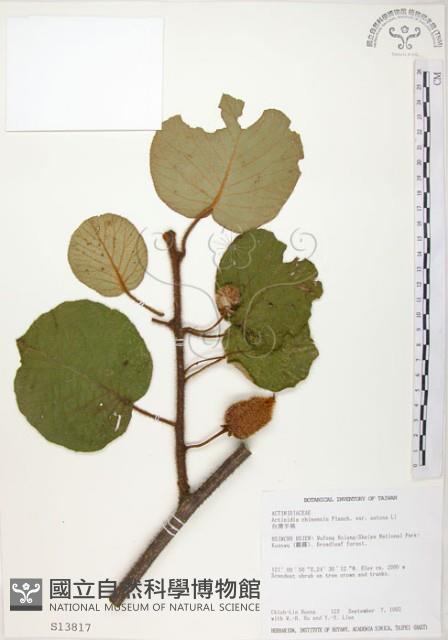 Taiwan actinidia Collection Image
