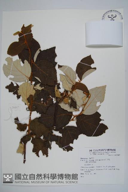 登錄號:S073817藏品圖，第1張