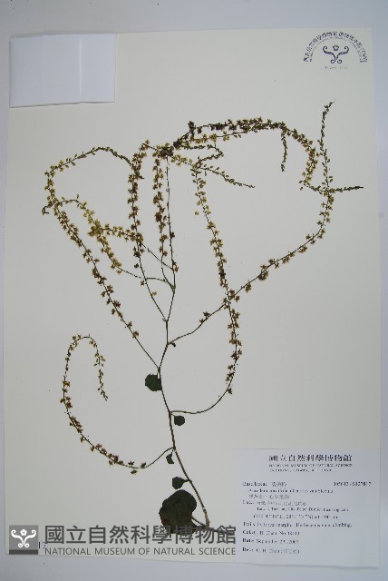 洋落葵、心葉落葵藏品圖，第1張