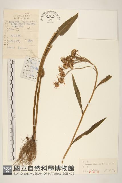 紅輪千里光藏品圖，第1張