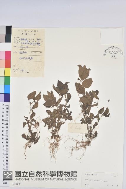 鐵莧菜藏品圖，第1張