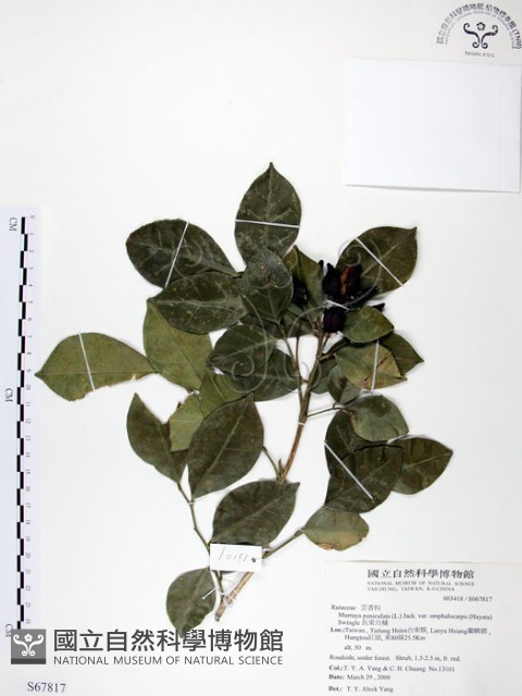 長果月橘藏品圖，第1張