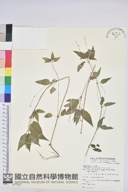 山靛藏品圖，第1張