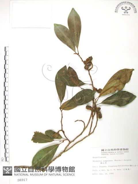 烏心石藏品圖，第1張