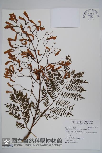 藍花楹藏品圖，第1張