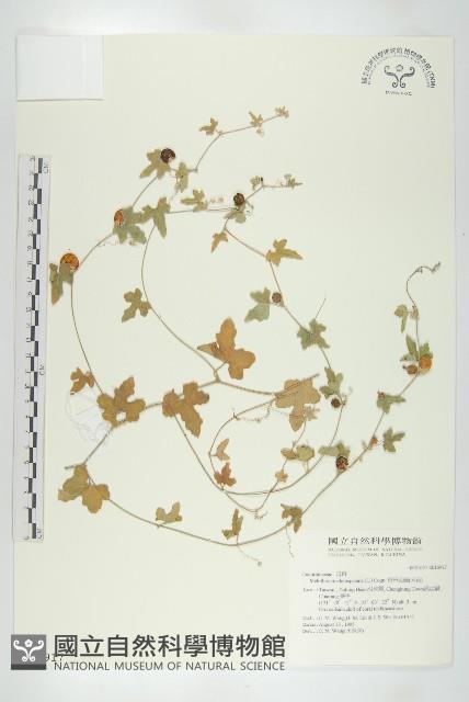 倒吊金鐘、天花藏品圖，第1張