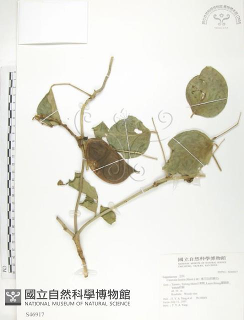 肥豬豆藏品圖，第1張