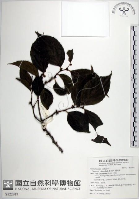 羅庚果藏品圖，第1張