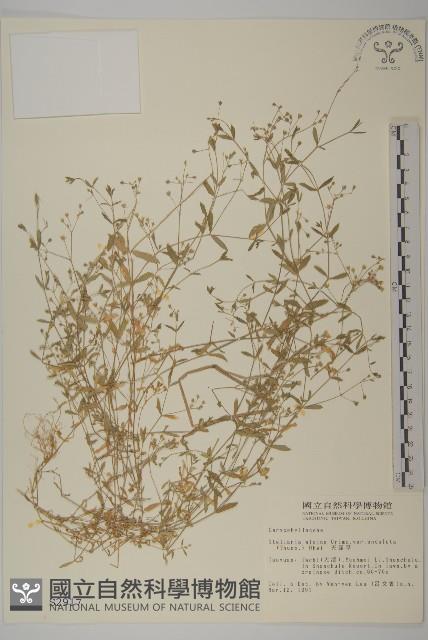 天蓬草、雀舌草藏品圖，第1張