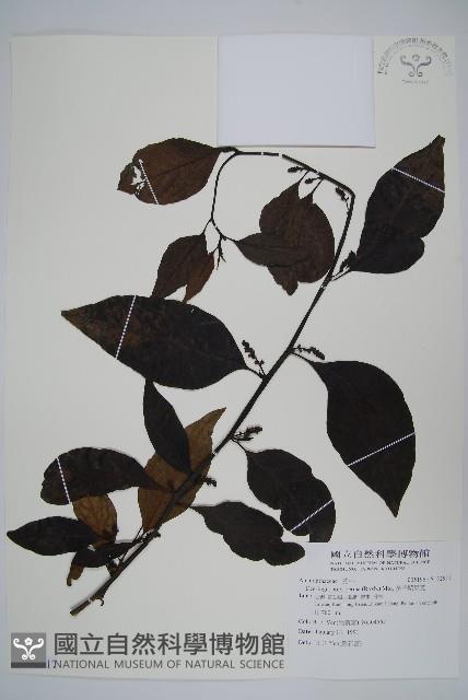 多子漿果莧藏品圖，第1張