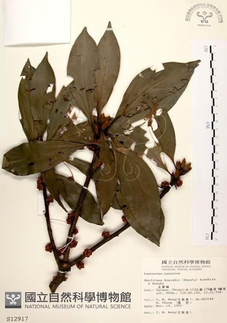 五掌楠藏品圖，第1張