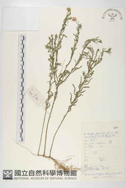 阿爾泰狗哇花藏品圖，第1張