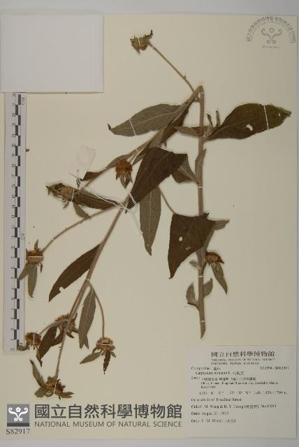 杓兒菜藏品圖，第1張