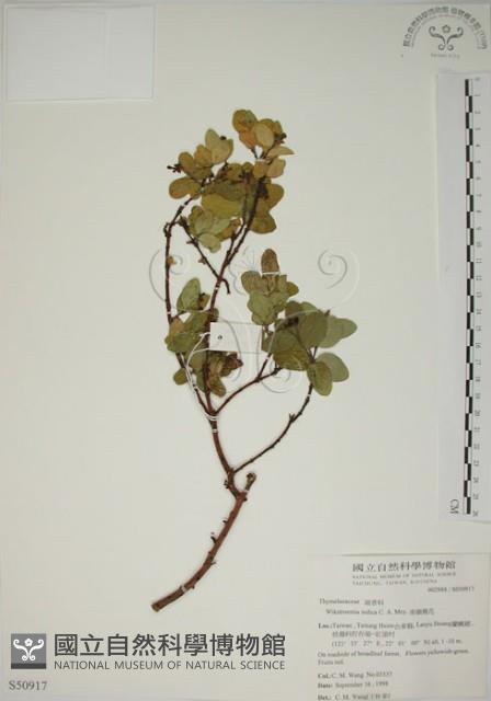 Indian Wikstroemia Collection Image