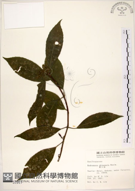華八仙藏品圖，第1張