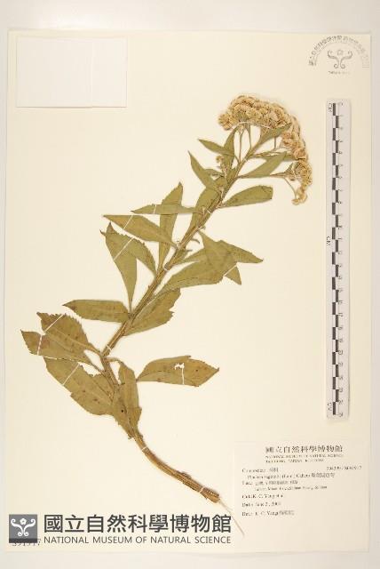 翼莖闊苞菊藏品圖，第1張