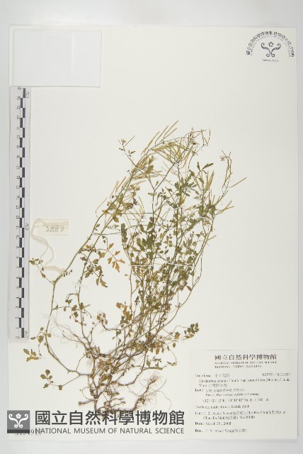 台灣碎米薺藏品圖，第1張