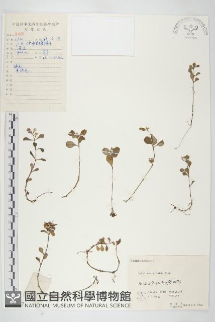 凹葉景天藏品圖，第1張