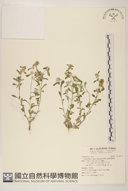 匙葉鼠麴草藏品圖，第1張