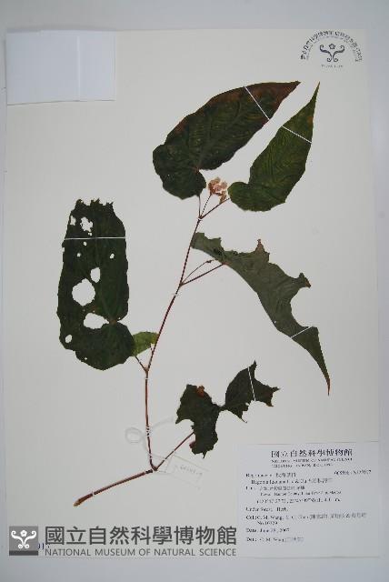 鹿谷秋海棠藏品圖，第1張