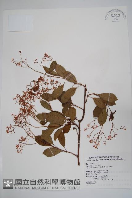 酸藤藏品圖，第1張