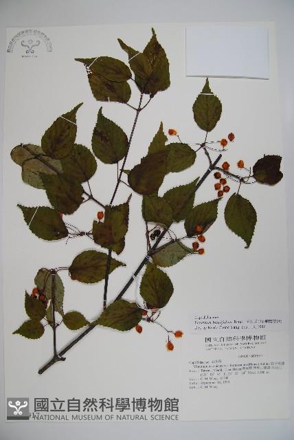 樺葉莢迷、玉山莢迷藏品圖，第1張