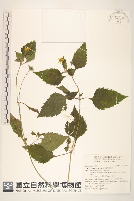 雙花蟛蜞菊藏品圖，第1張