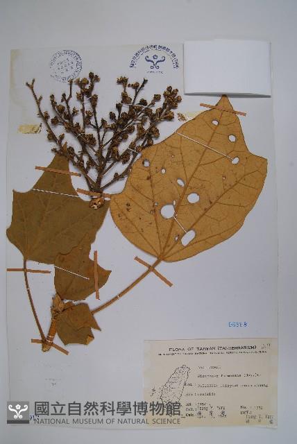 華參、裡白八角金盤藏品圖，第1張