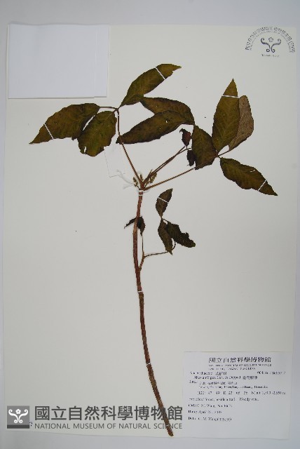臺灣藤漆藏品圖，第1張