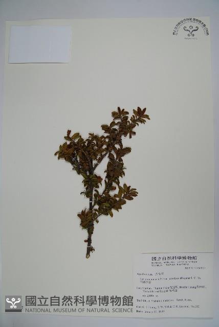 雲南冬青藏品圖，第1張