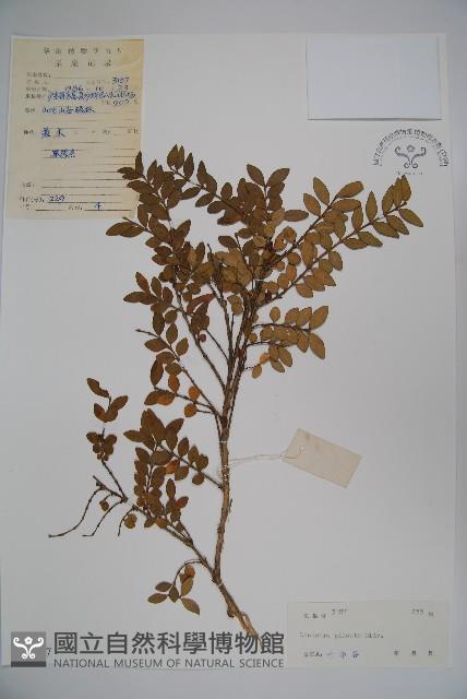 蕊帽忍冬藏品圖，第1張