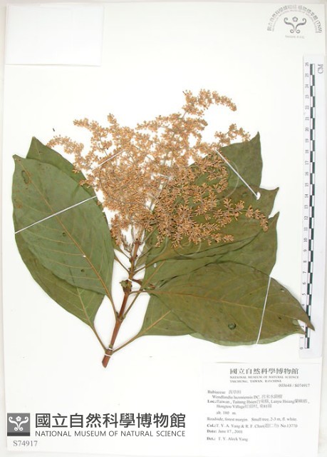 呂宋水錦樹藏品圖，第1張