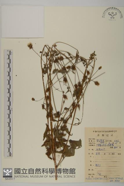 鬼針舅藏品圖，第1張