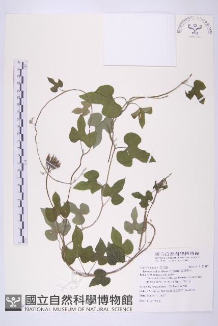 銳葉牽牛藏品圖，第1張