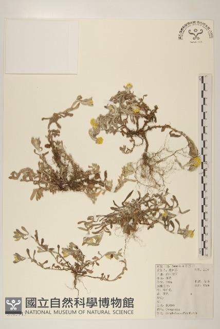 鼠麴草藏品圖，第1張