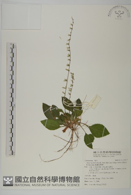 臺灣鬼督郵藏品圖，第1張