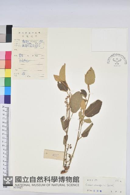 雞骨香藏品圖，第1張