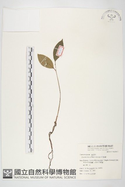 亨利氏伊立基藤藏品圖，第1張