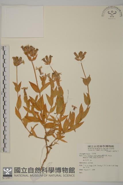 登錄號:S073917藏品圖，第1張