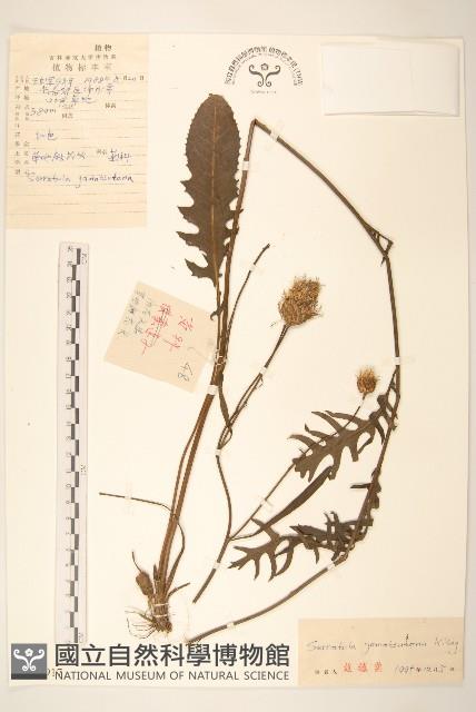 草地麻花頭藏品圖，第1張