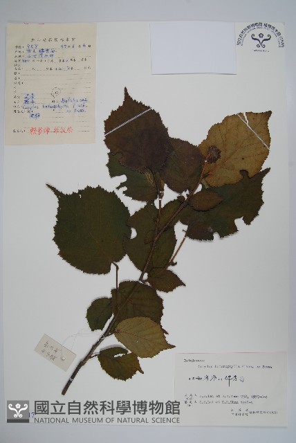 榛樹藏品圖，第1張